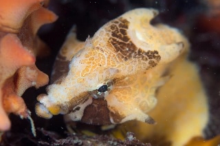 「クチバシカジカ(Grunt Sculpin)」のサムネイル画像