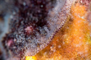 「コケムシの仲間」のサムネイル画像