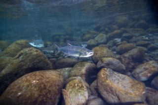 「無題」のサムネイル画像