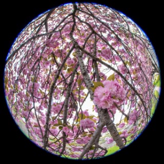 「ヤエザクラ」のサムネイル画像