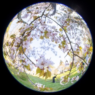 「オオヤマザクラ(エゾヤマザクラ,ベニヤマザクラ)」のサムネイル画像