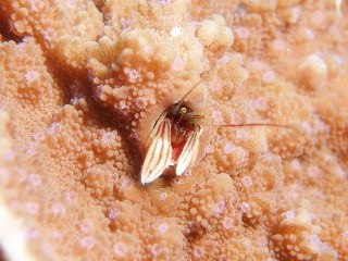 「カンザシヤドカリ(Coral Hermit Crab)」のサムネイル画像