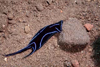 「アオスジツバメガイ(ケリドヌラ・ワリアンス,ベルベットウミウシ,ハンマーヘッドウミウシ,ゲンノウツバメガイ)」のサムネイル画像