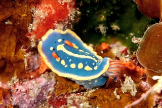 「アオウミウシ」のサムネイル画像