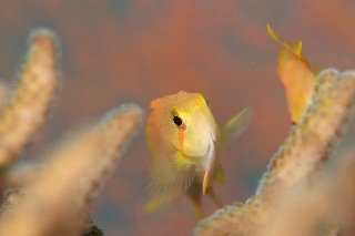 「メラネシアンアンティアス(Meranesian anthias)」のサムネイル画像