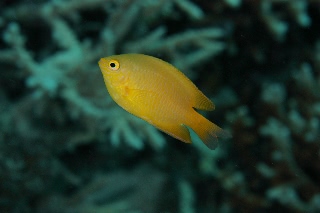 「ネッタイスズメダイ(Lemon Damsel,Yellow Damsel)」のサムネイル画像