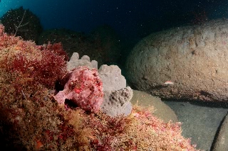 「イロイザリウオ(イロカエルアンコウ)」のサムネイル画像