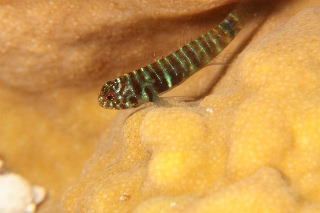 「無題」のサムネイル画像