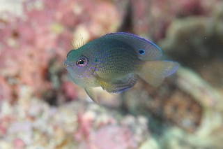 「クロメガネスズメダイ」のサムネイル画像