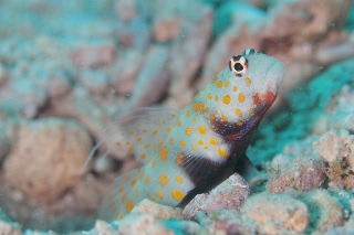 「ヤマブキハゼ(Orange-spotted shrimp Goby)」のサムネイル画像