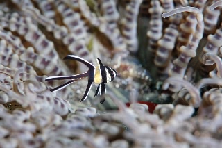 「アマノガワテンジクダイ(バンガイ・カーディナルフィッシュ,banggai cardinalfish)」のサムネイル画像