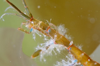 「キタワレカラ」のサムネイル画像