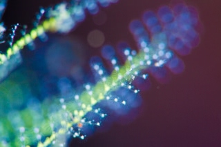 「ウミヒドラの仲間」のサムネイル画像