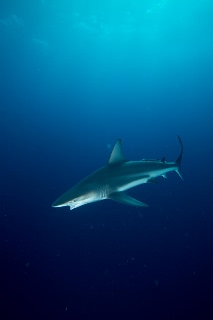 「カマストガリザメ(Blacktip shark)」のサムネイル画像