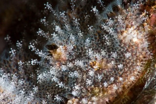 「コケムシの仲間」のサムネイル画像