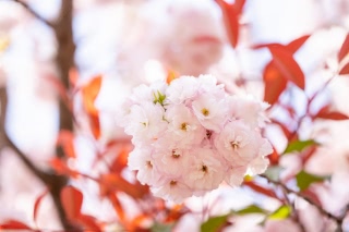 「ヤエザクラ」のサムネイル画像