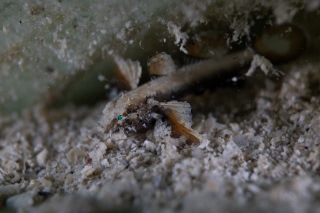 「ホムラダマシ」のサムネイル画像