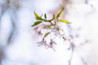 「ヒガンザクラ(彼岸桜)」のサムネイル画像