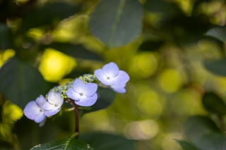 「ガクアジサイ(額紫陽花)」のサムネイル画像