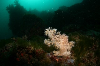 「無題」のサムネイル画像