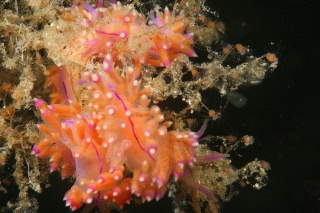 「セスジミノウミウシ」のサムネイル画像