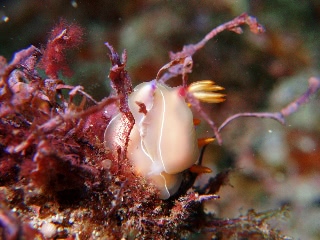 「ゾウゲイロウミウシ」のサムネイル画像