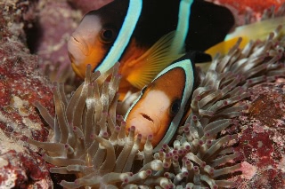 「クマノミ(Anemonefish)」のサムネイル画像