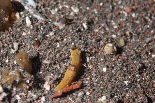 「ウミウシの仲間」のサムネイル画像