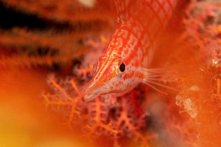 「クダゴンベ(longnose hawkfish)」のサムネイル画像