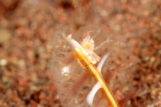 「ウミエラカニダマシ」のサムネイル画像