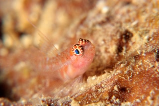 「オオゴチョウイソハゼの一種(背ビレちゃん)」のサムネイル画像