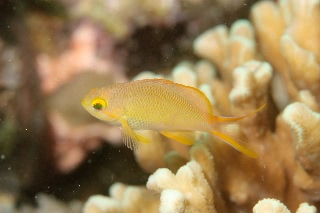 「メラネシアンアンティアス(Meranesian anthias)」のサムネイル画像