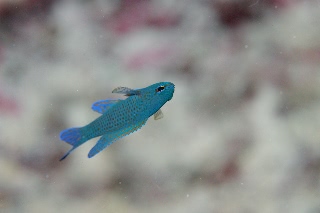 「ツバメタナバタウオ」のサムネイル画像