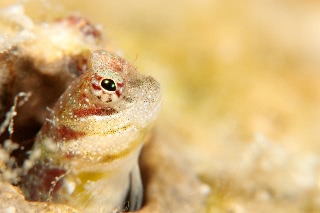 「ヤイトギンポ」のサムネイル画像