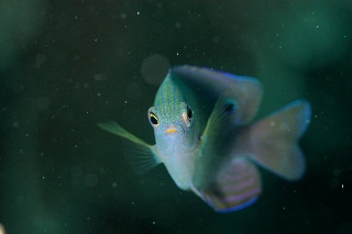 「クロメガネスズメダイ」のサムネイル画像