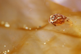 「ホテイウオ(ゴッコ)」のサムネイル画像