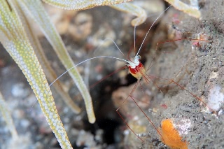 「エリマキエビ」のサムネイル画像