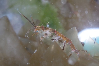 「キタワレカラ」のサムネイル画像