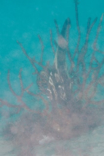 「ゼブラバットフィッシュ(zebra batfish,Batavia spadefish)」のサムネイル画像