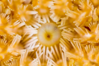 「エゾニチリンヒトデ」のサムネイル画像