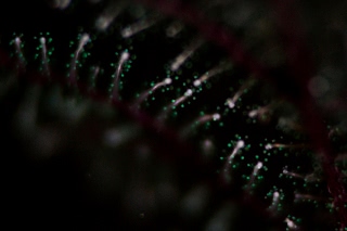 「オオギウミヒドラ 」のサムネイル画像
