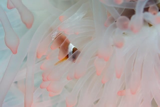 「ハマクマノミ」のサムネイル画像