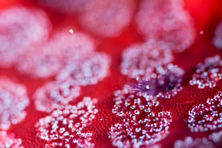 「ヒトデヤドリエビ」のサムネイル画像