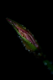 「ダイヤモンドリリー(ネリネ)」のサムネイル画像