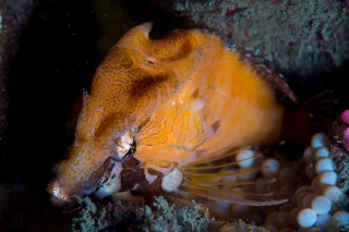 「クチバシカジカ(Grunt Sculpin)」のサムネイル画像