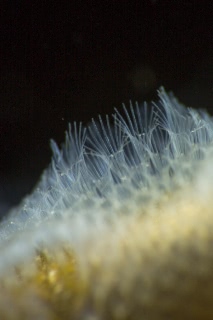 「ヒラハコケムシ」のサムネイル画像