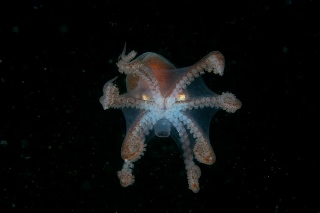 「ミズダコ」のサムネイル画像