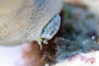 「ヒラムシの仲間」のサムネイル画像