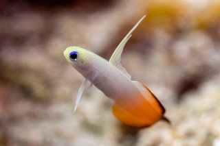 「ハタタテハゼ(Red fire Goby)」のサムネイル画像