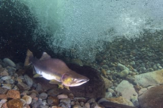 「無題」のサムネイル画像